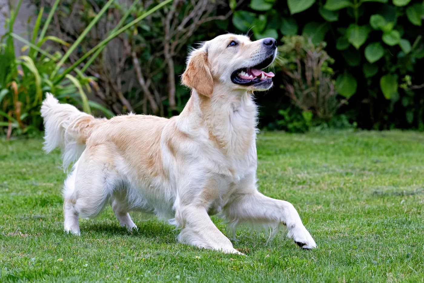 Golden Retriever – fotografie a rasei