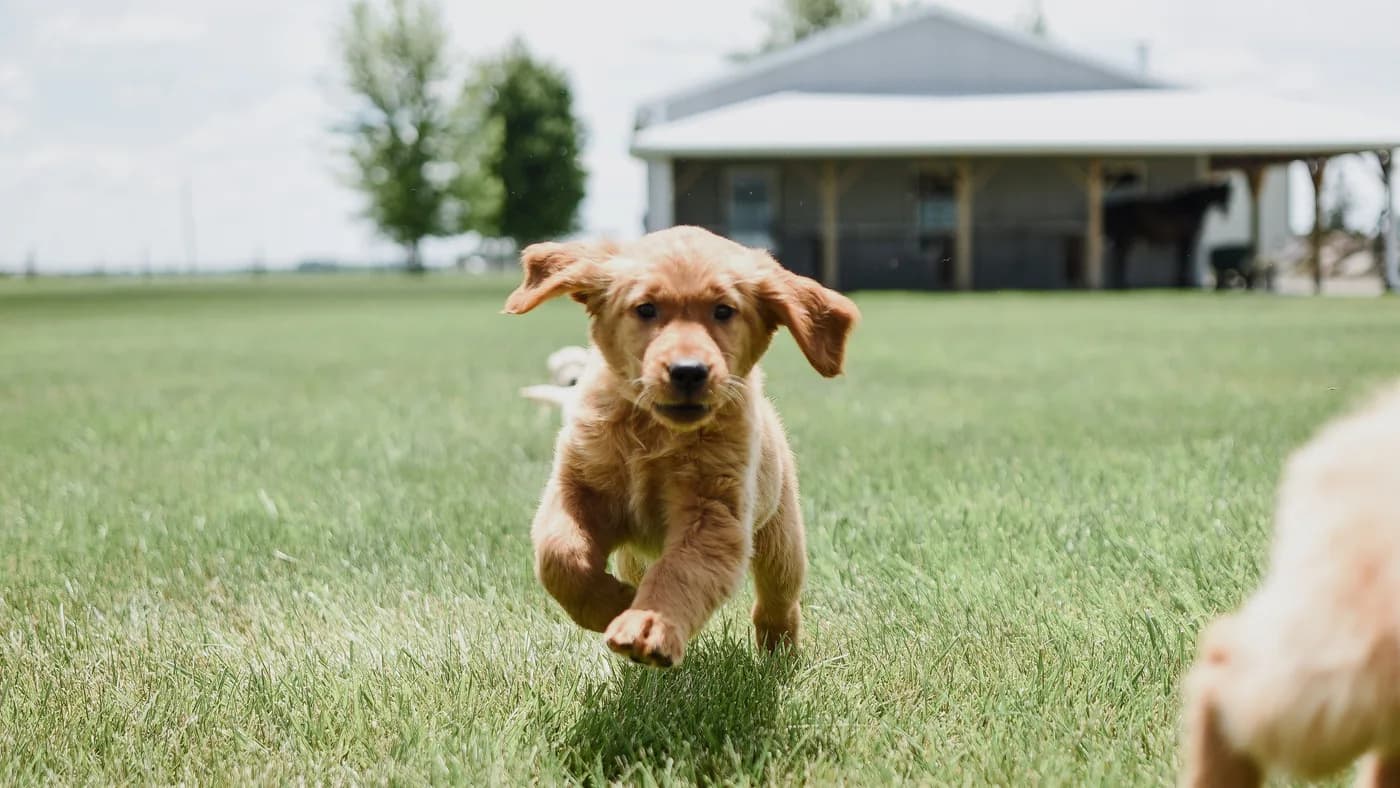Golden Retriever – fotografie a rasei