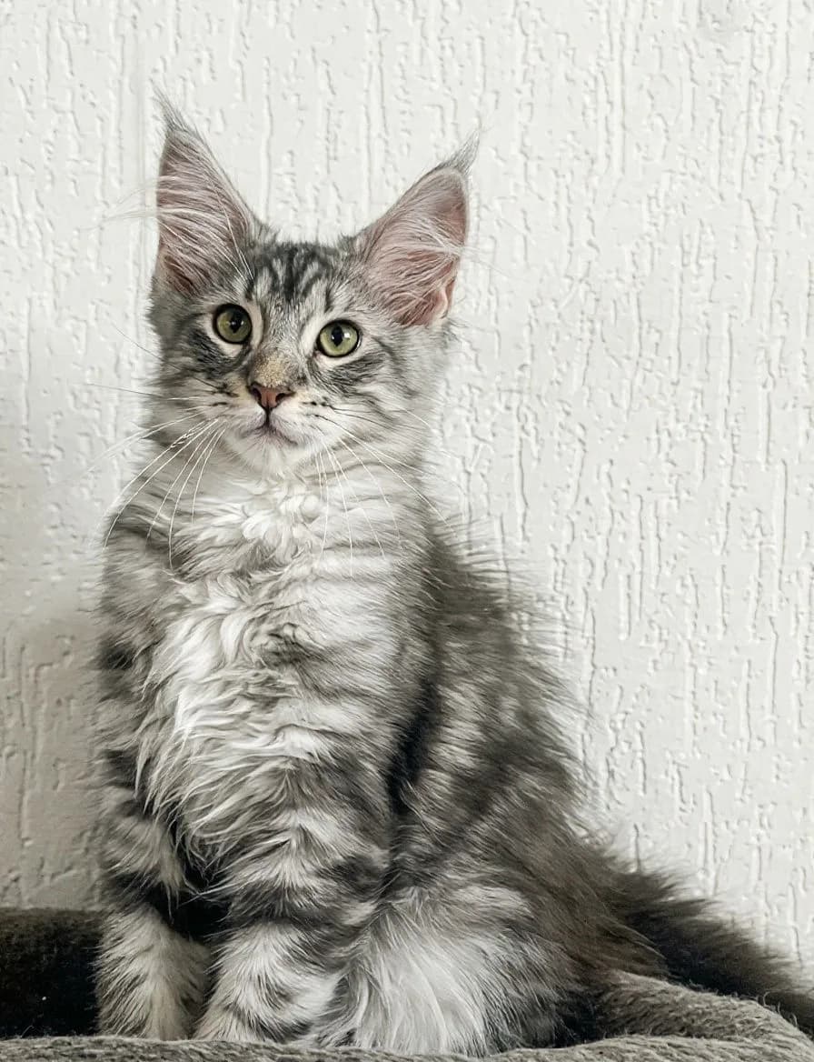 Maine Coon, negru argintiu – Maine Coon