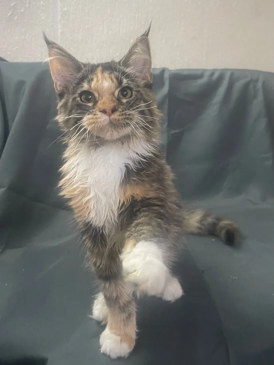 Maine Coon, carey cu alb – Maine Coon