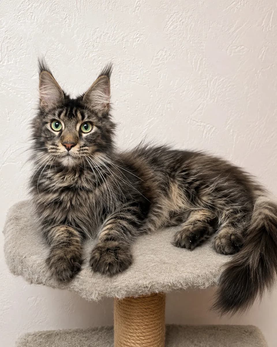 Maine Coon, marmură neagră – Maine Coon