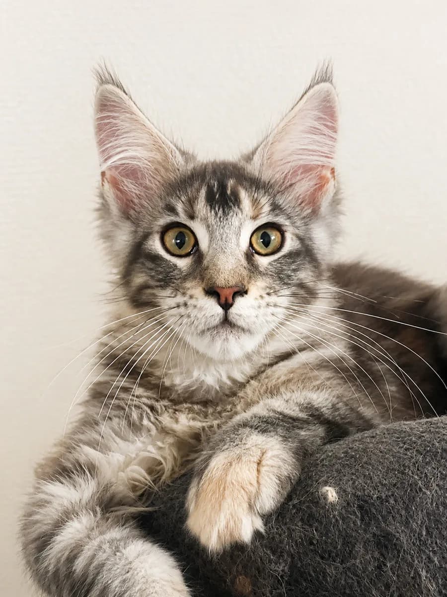 Maine Coon, tigrat argintiu – Maine Coon