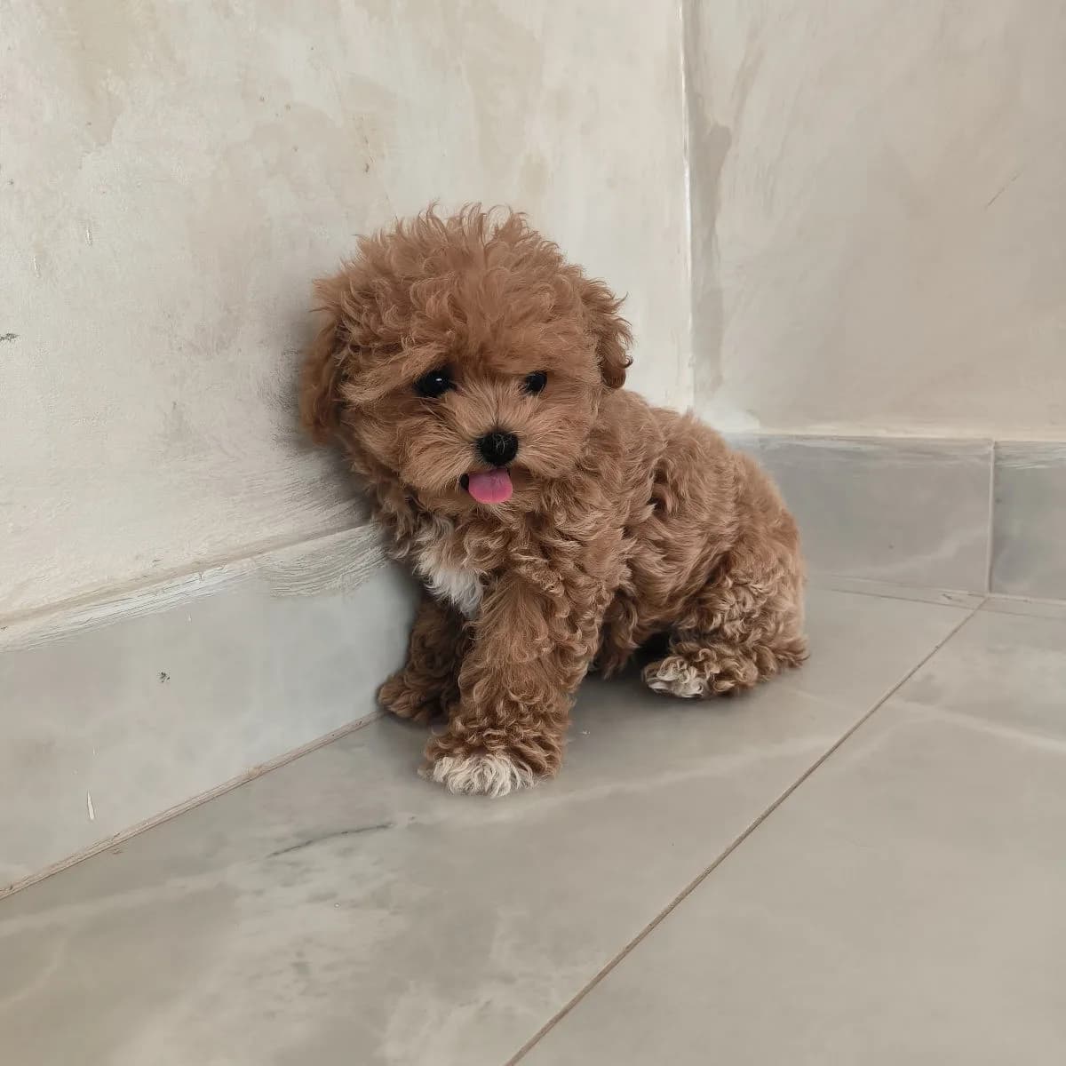 Maltipoo, fetiță – Maltipoo