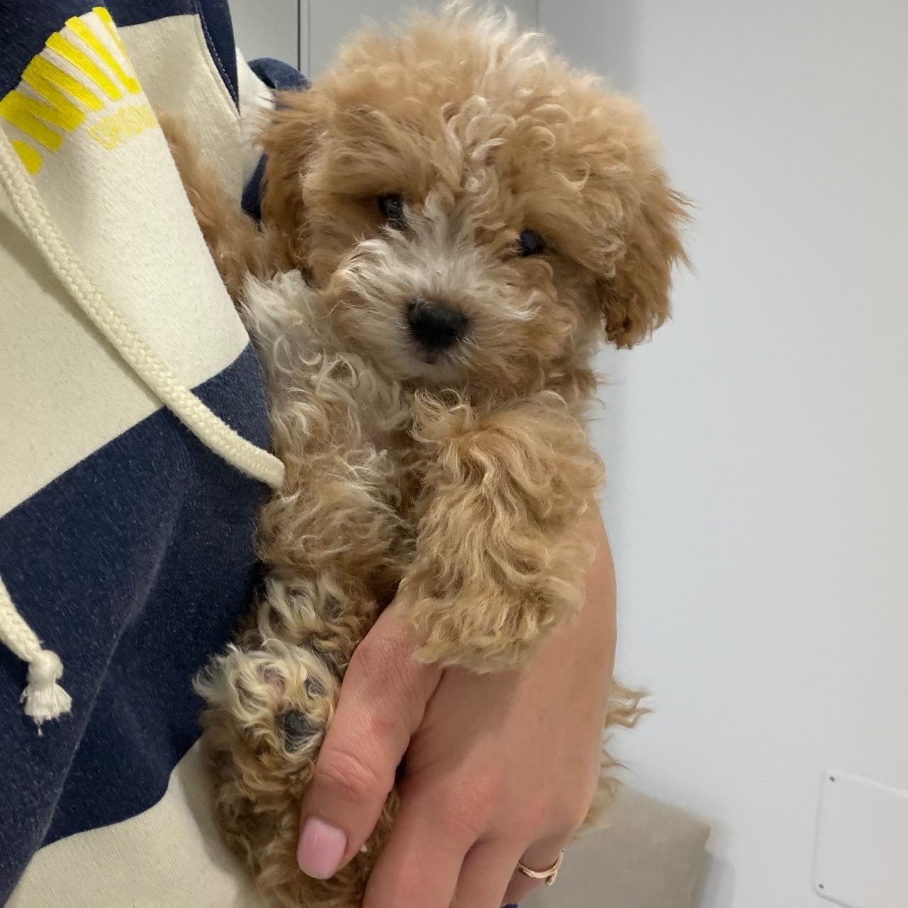 Maltipoo – Мальтипу, собаки Кишинёв – 1