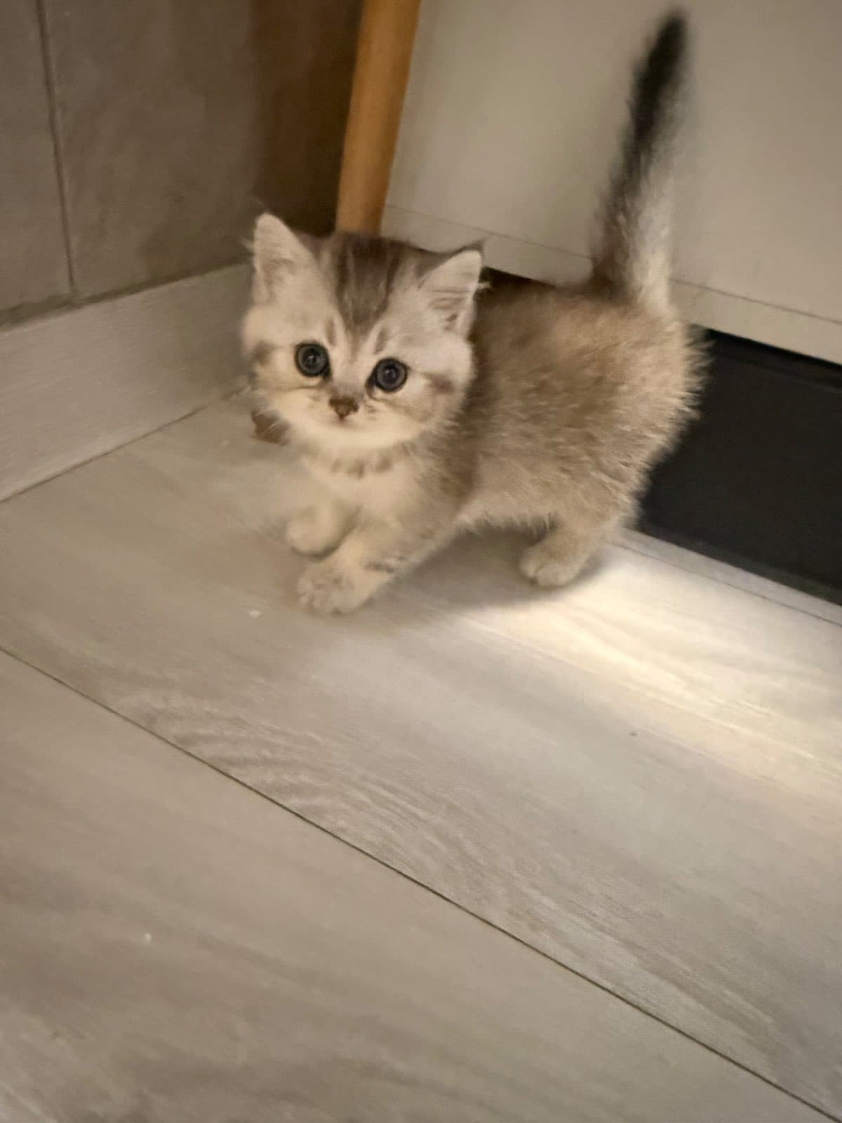 Cincilla argintie, băiețel – British Shorthair, pisici Chișinău – 1