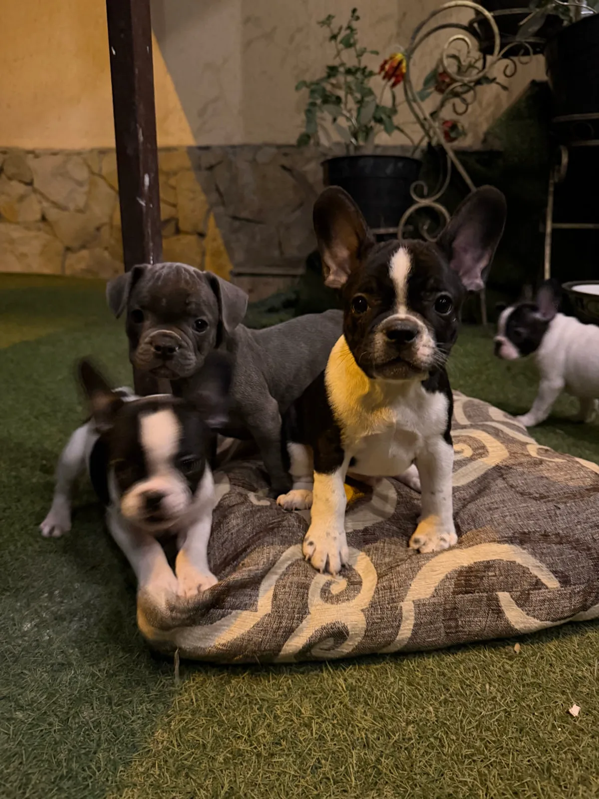 Băiat albastru – Buldog Francez, câini Chișinău — фото 2
