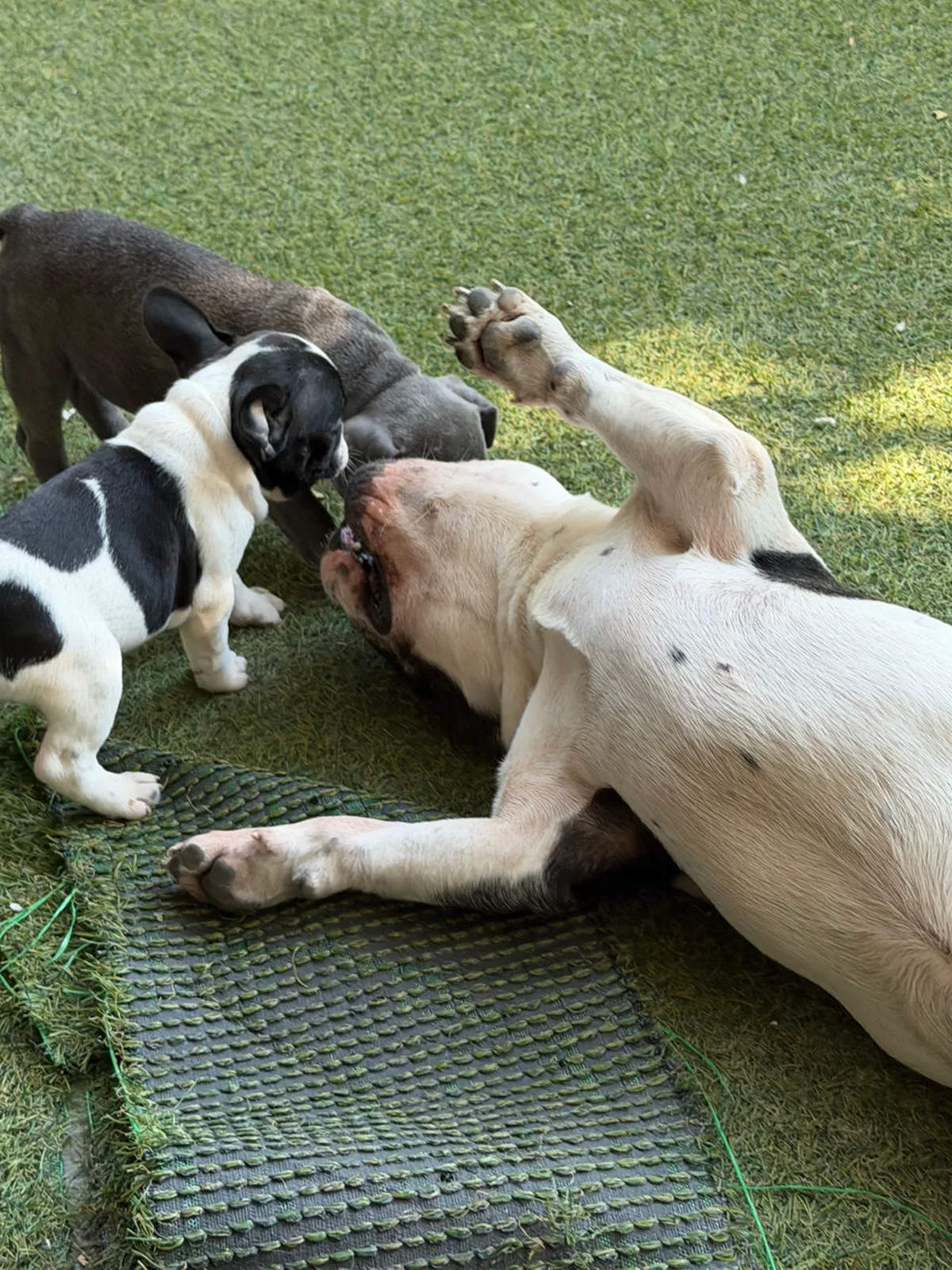 Băiat albastru – Buldog Francez, câini Chișinău — фото 3