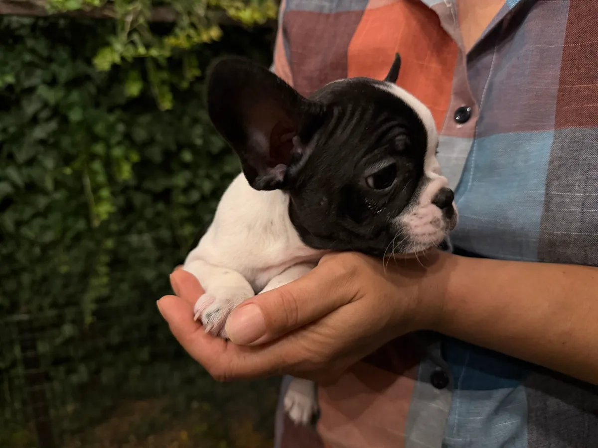 Băiat cu mască neagră – Buldog Francez