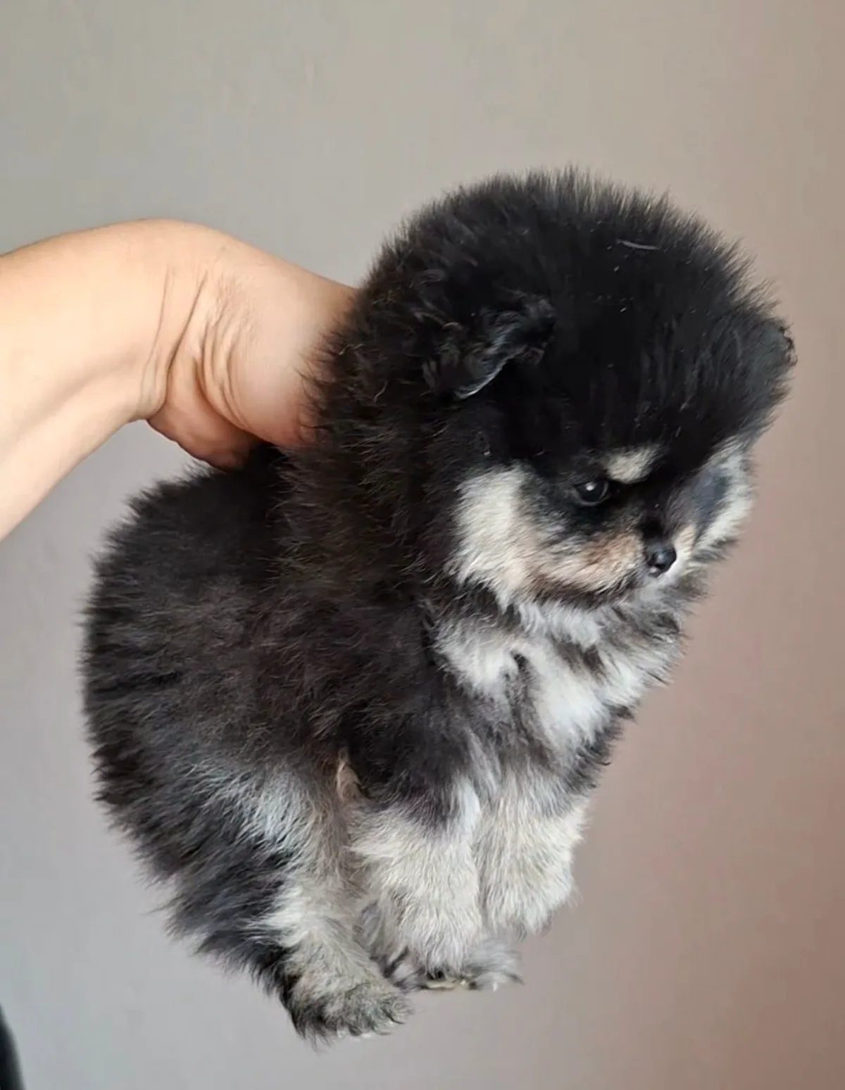 Fetiță negru cu foc – Pomeranian