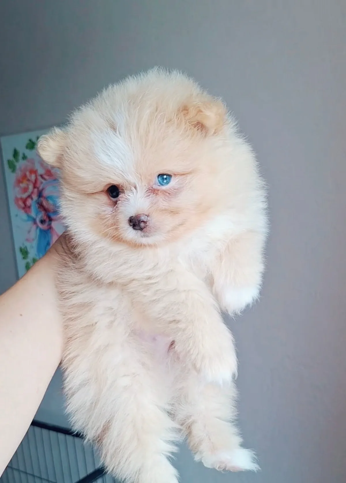 Băiețel crem – Pomeranian
