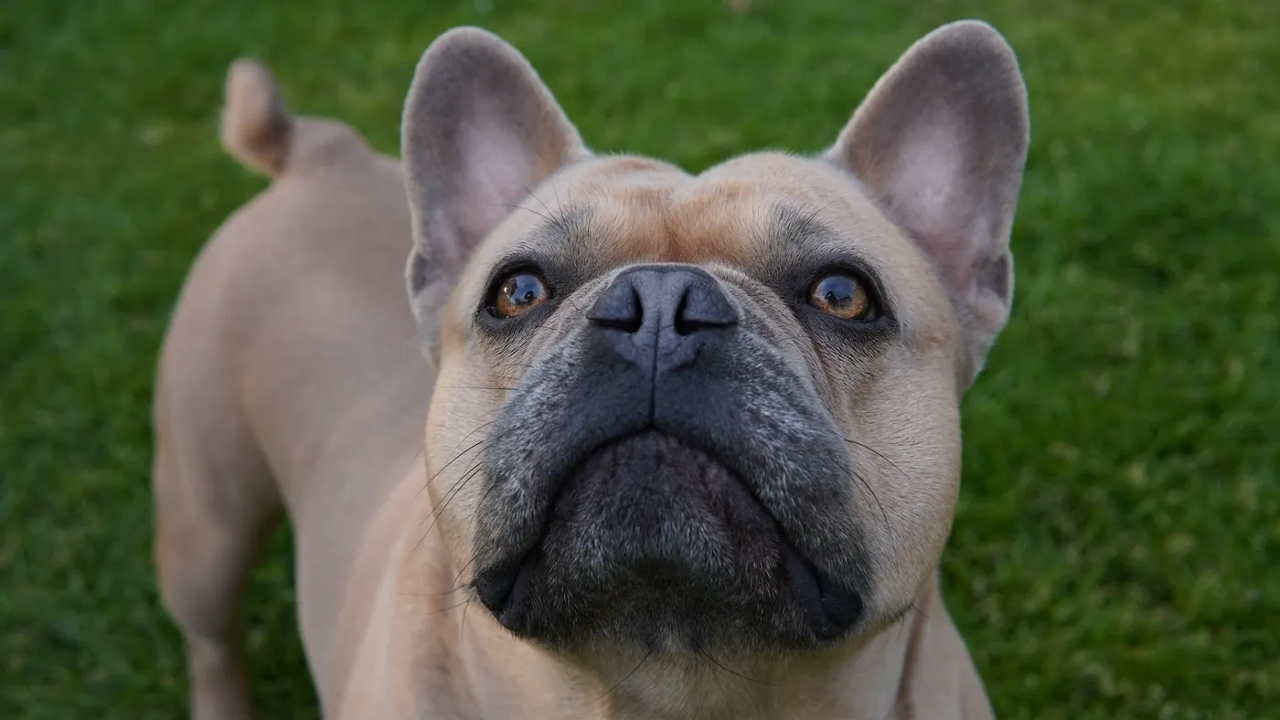 Botul unui buldog francez în prim-plan, cu nările vizibile