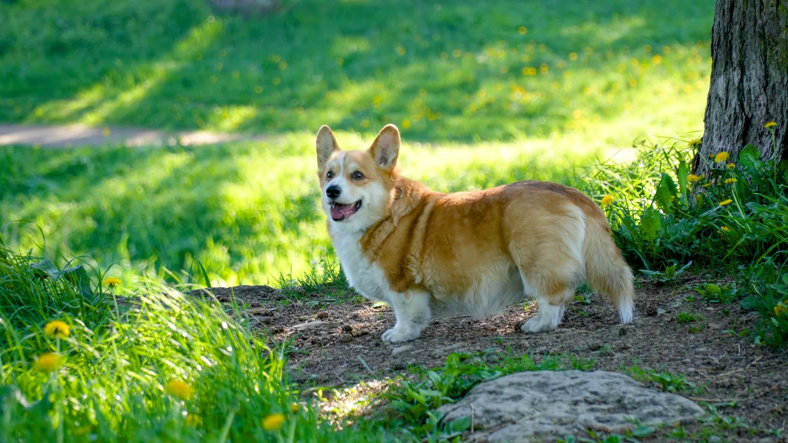 Corgi la plimbare prin oraș