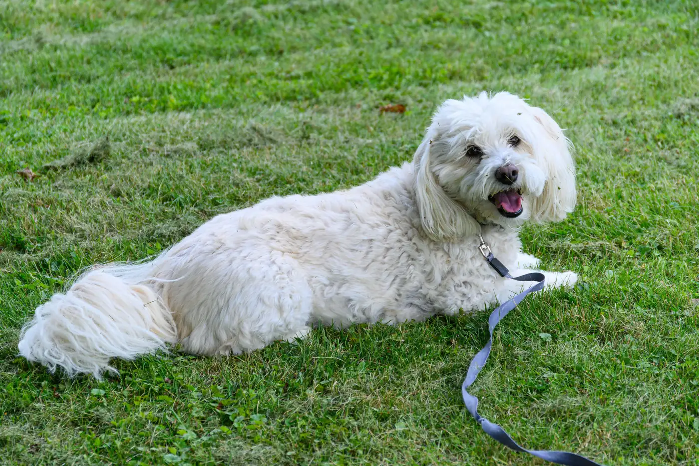 Un Maltipoo adult cu blană ondulată stă culcat pe iarbă