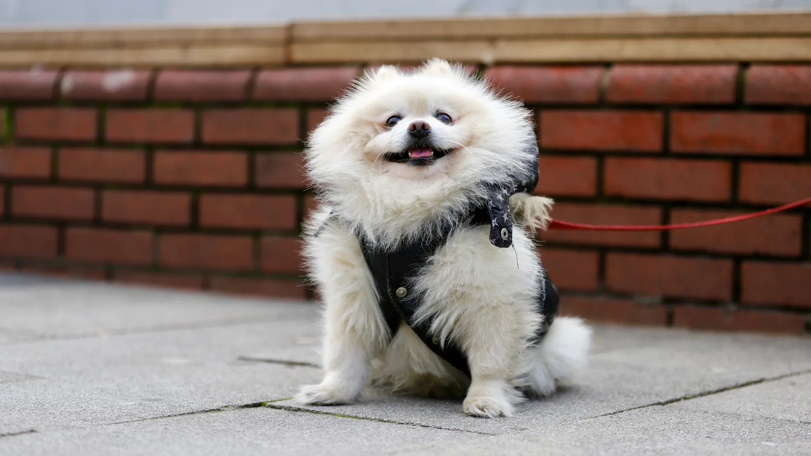 Spitz de Pomerania cu blană dublă deasă