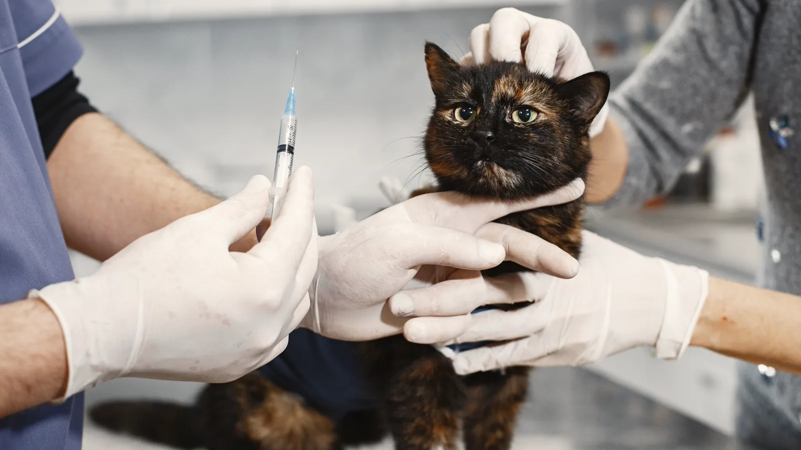 Medicul veterinar examinează puiul înainte de vaccinare