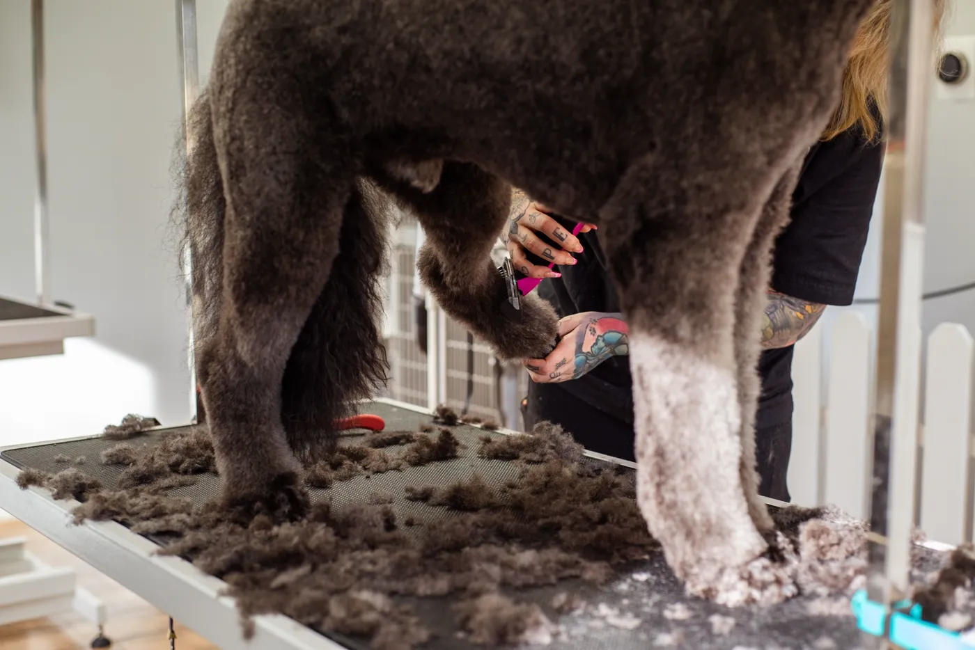 Un pudel este tuns pe masa de grooming