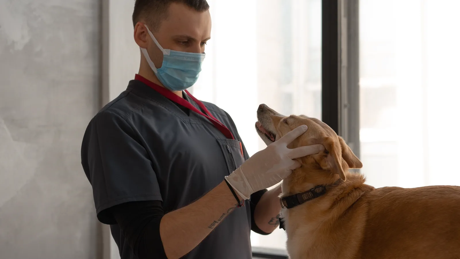 Pașaport veterinar cu înscrisurile vaccinărilor