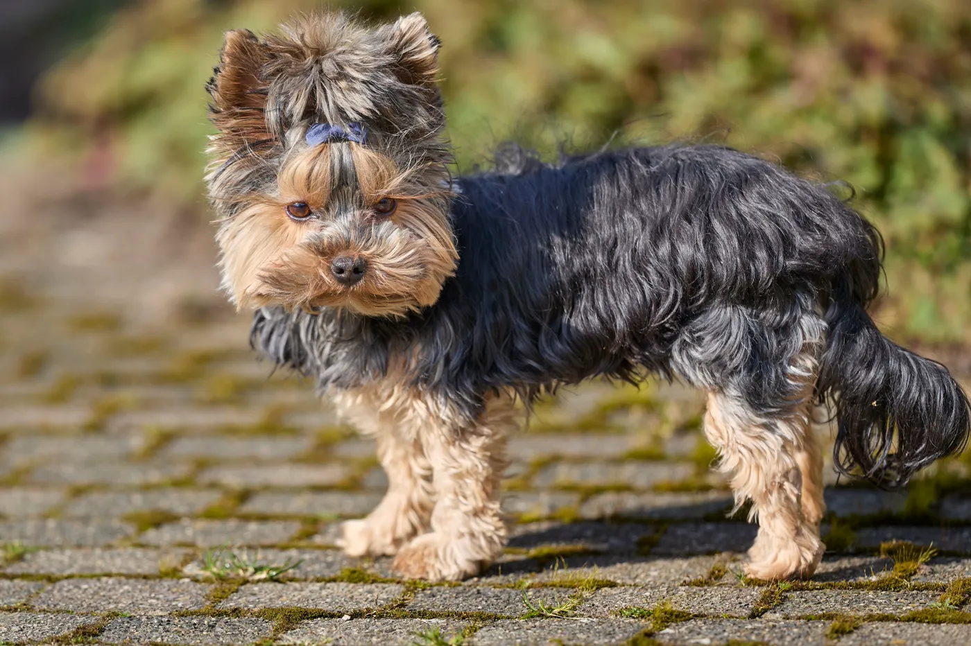 Un Yorkshire Terrier adult în picioare pe o alee pavată