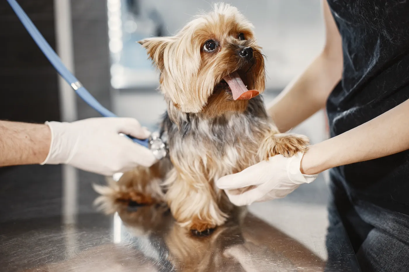 Medicul veterinar ascultă un Yorkshire Terrier cu stetoscopul