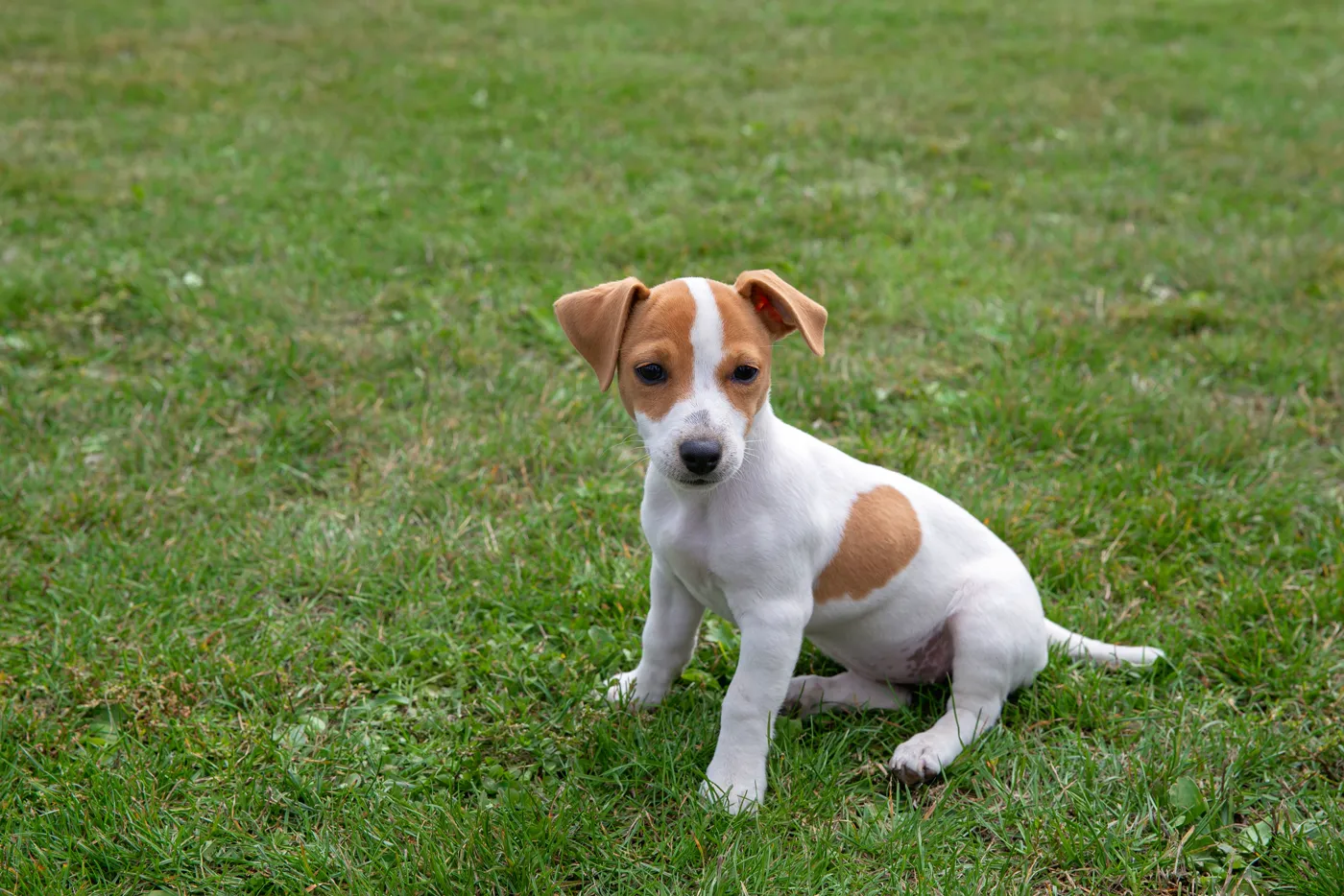 Jack Russell Terrier — fotografie a rasei