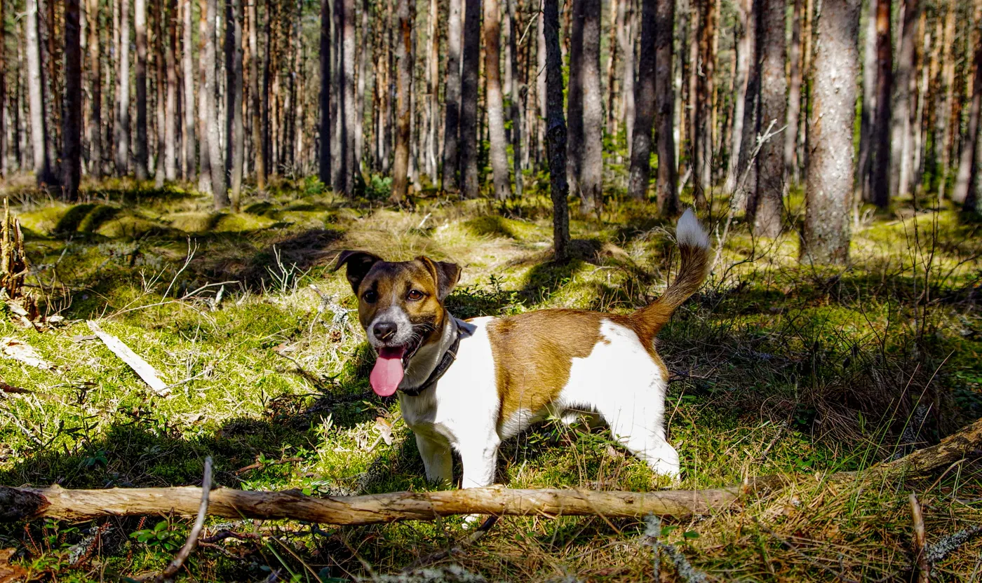 Jack Russell Terrier — fotografie a rasei