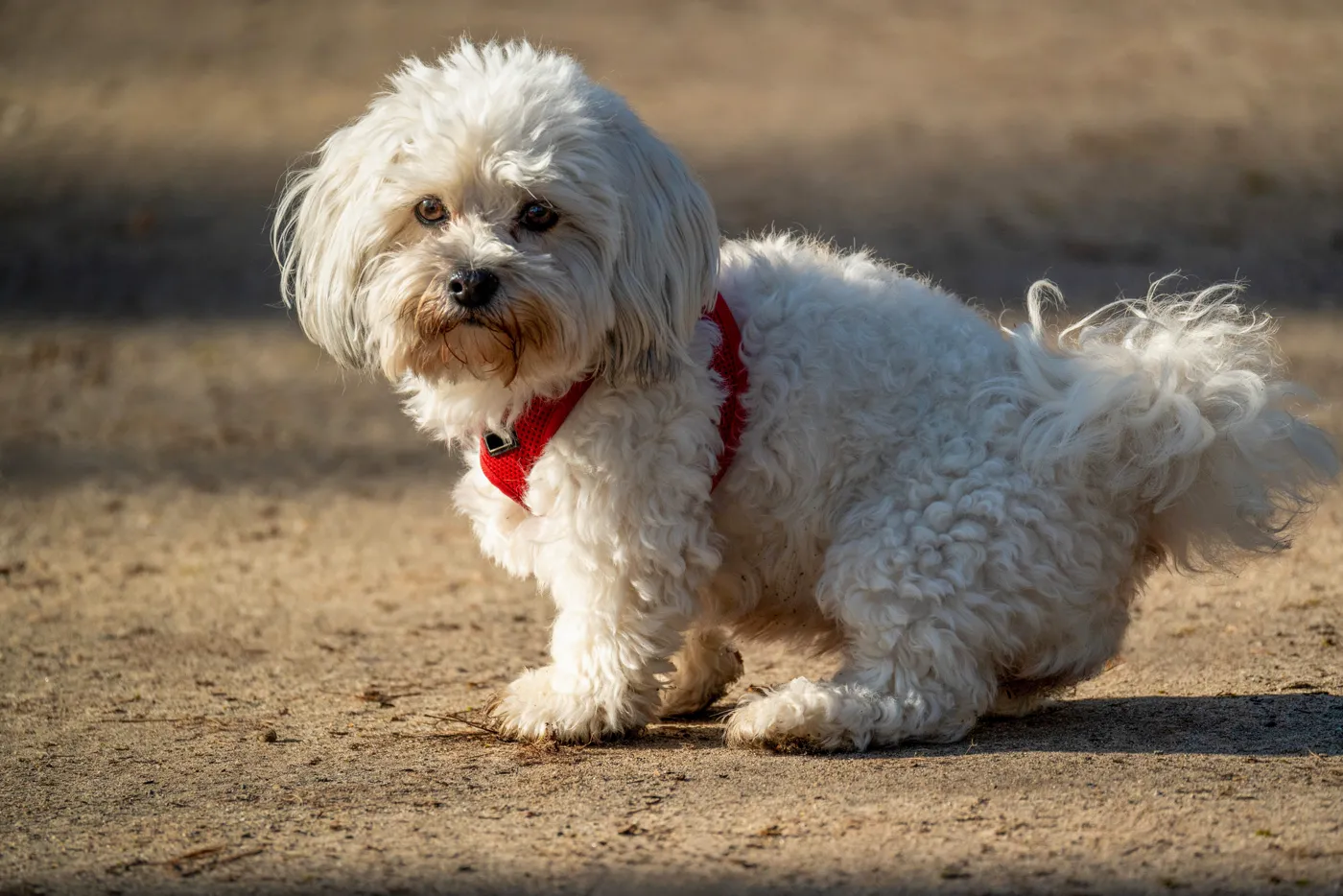 Bichon Maltez — fotografie a rasei