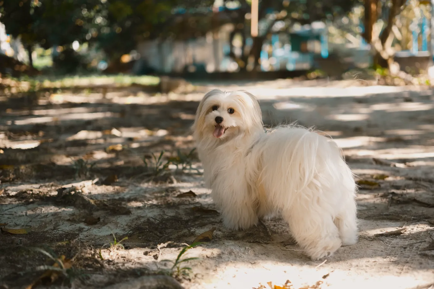 Bichon Maltez — fotografie a rasei