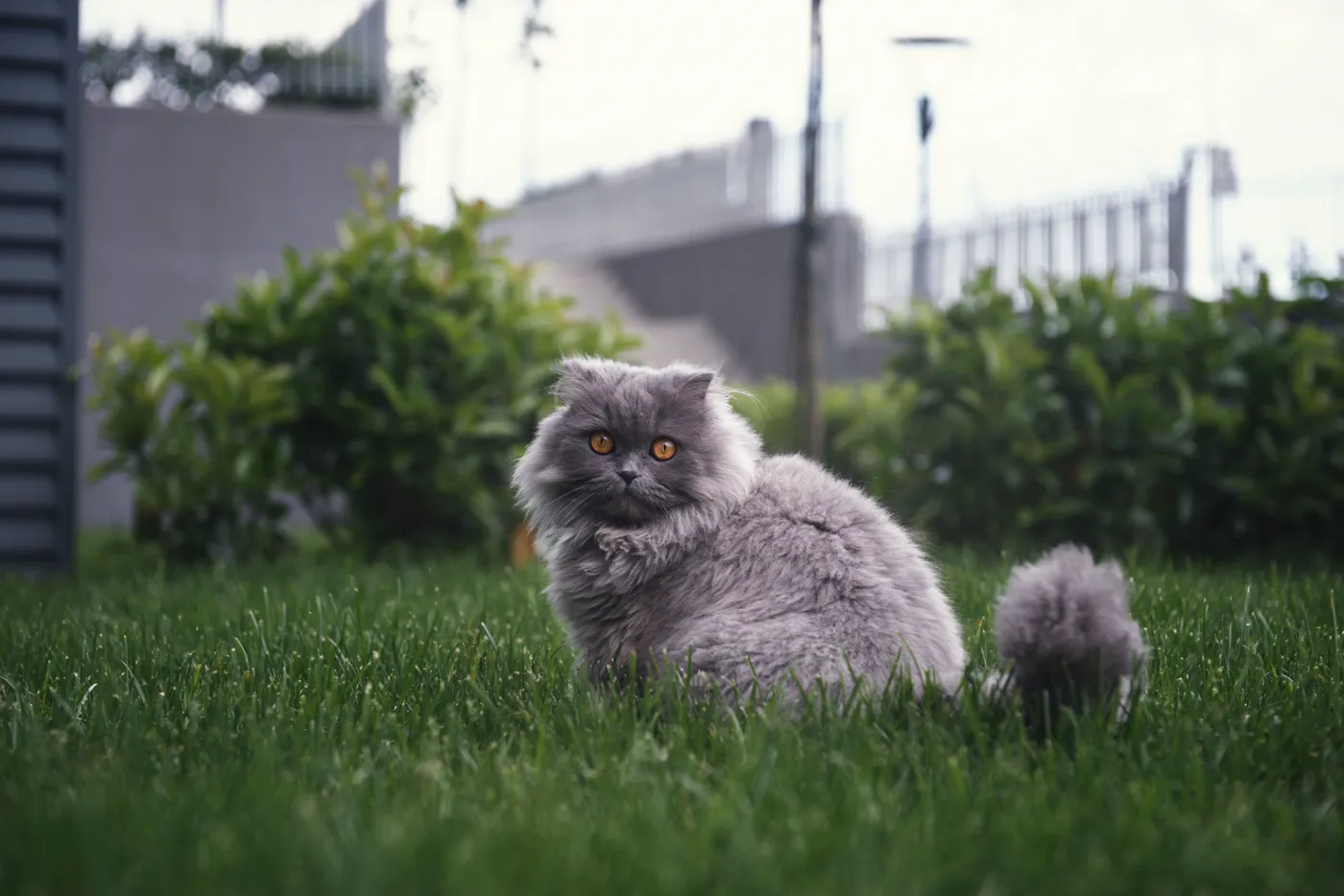 Персидская кошка — фото породы