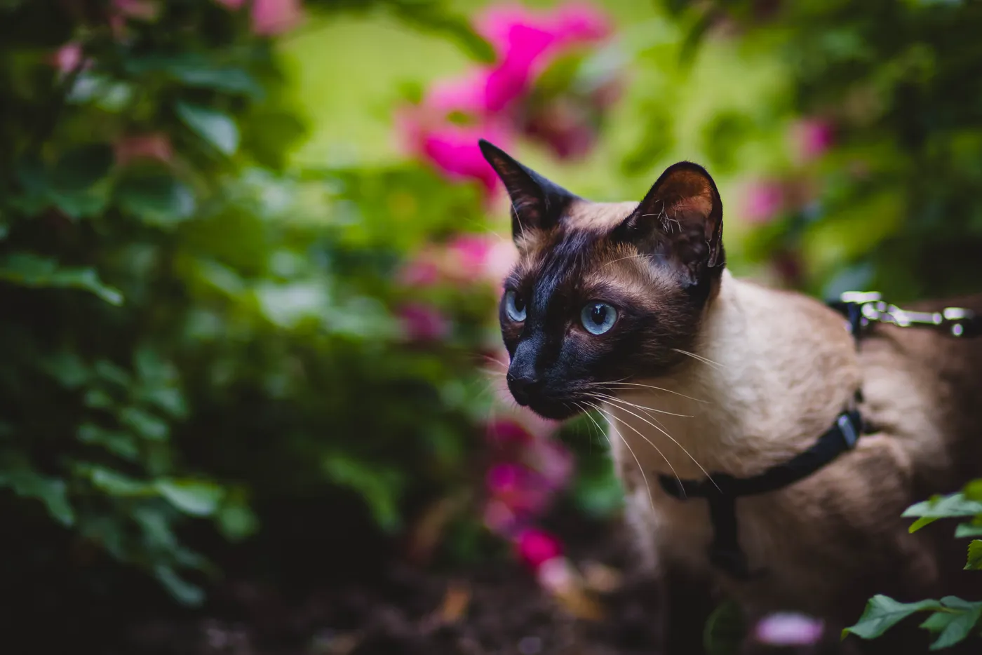 Siamese cat — breed photo