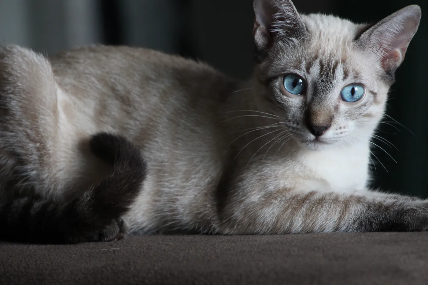 Siamese cat — breed photo