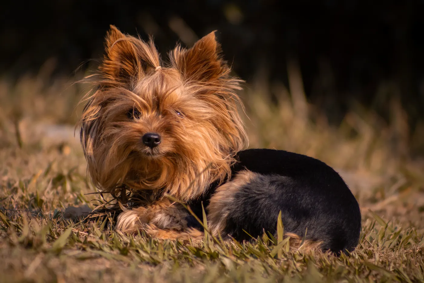 Yorkshire Terrier — fotografie a rasei