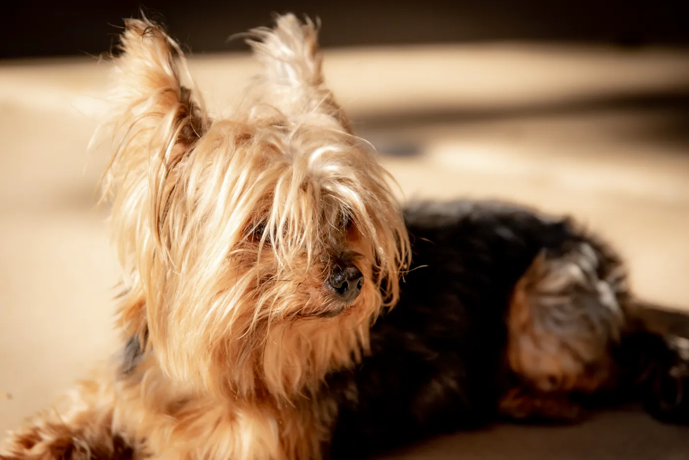 Yorkshire Terrier — fotografie a rasei