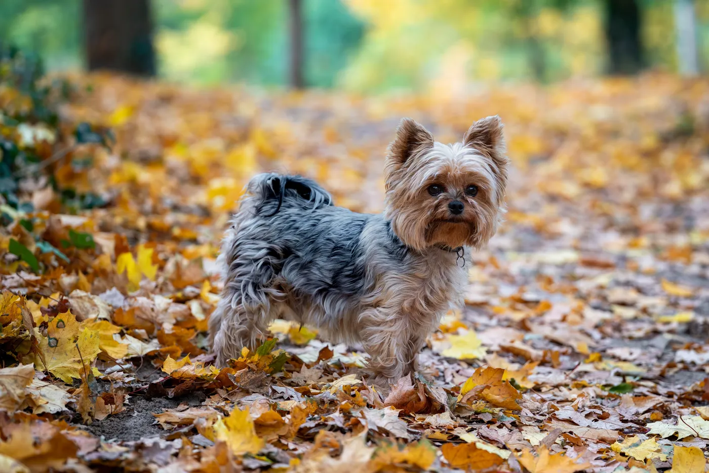 Yorkshire Terrier
