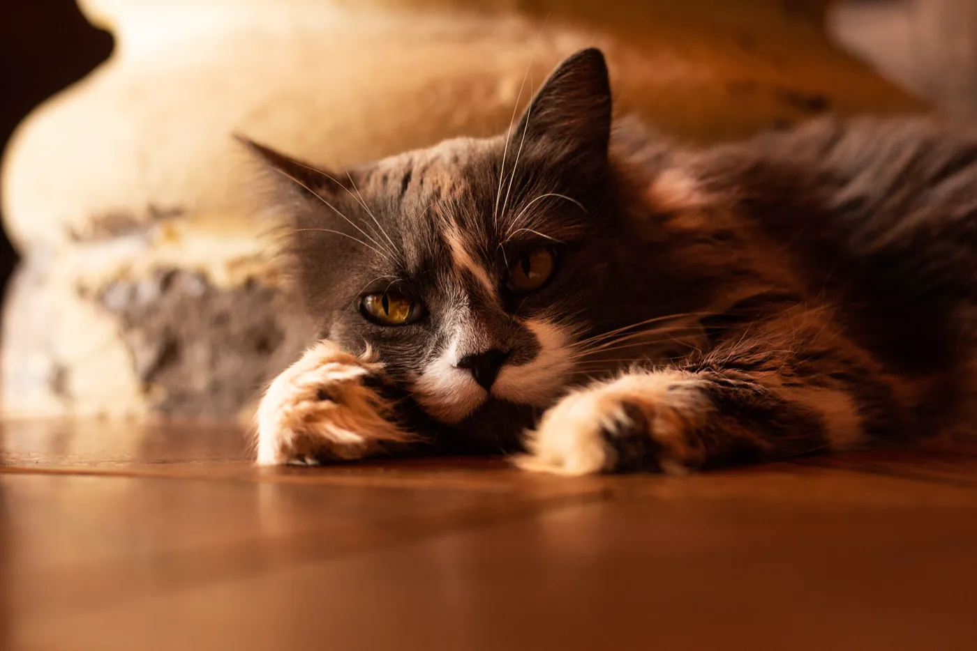 Кошки